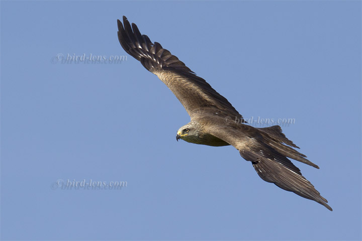 Black Kite